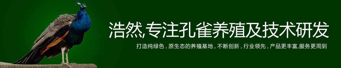 浩然,专注孔雀养殖及技术研发